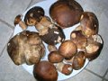 DSCN6344