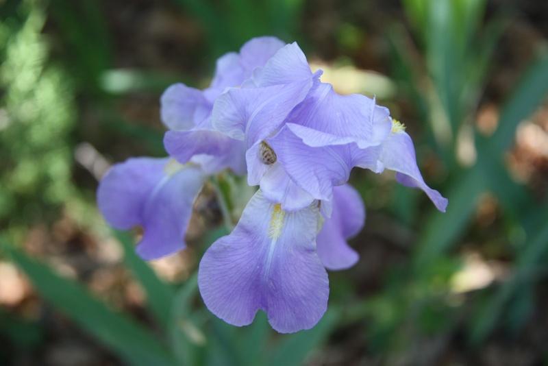 IMG_2163.JPG - IRIS A COTE DU PETIT CABANON 