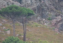 CALENZANA