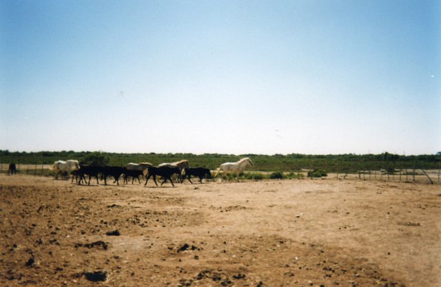 File0093.jpg