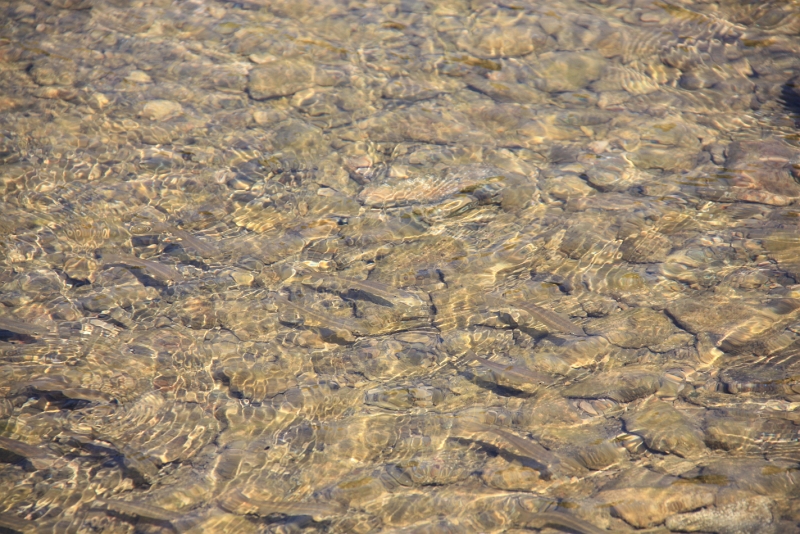 IMG_4672.JPG - LES POISSONS  A PORT MIOU 