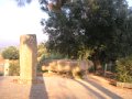 DSCN5430