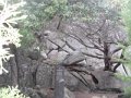 DSCN5519
