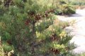 IMG_0268_2_2_2