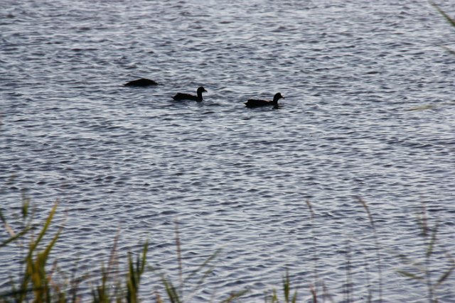 IMG_6254.JPG