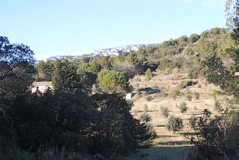 IMG_2657.JPG - PETITE HABITATION ET GRAND TERRAIN PLANTE  D OLIVIERS 