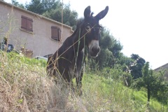 OCANA