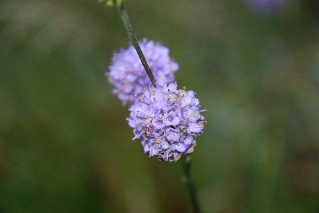 IMG_6722.JPG