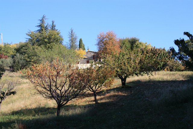 IMG_9349.JPG - CHAMP DE CERISIERS 
