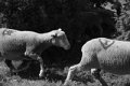 IMG_0992