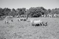 IMG_1091