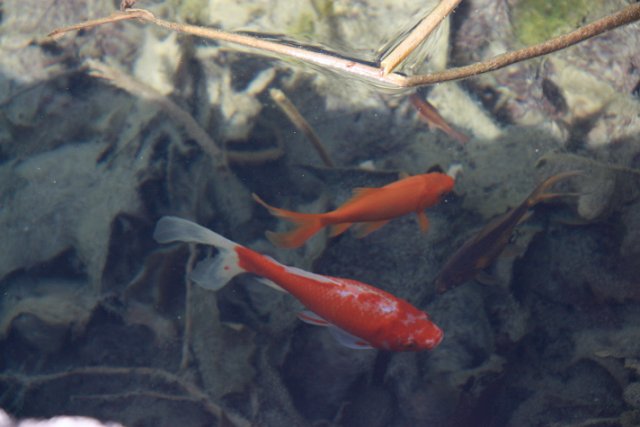 IMG_9009.JPG