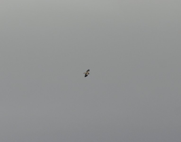 IMG_8885.JPG - UN AIGLE QUI PASSAIT PAR LA 
