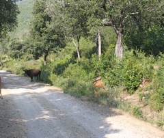 LA VALLEE DU FANGO