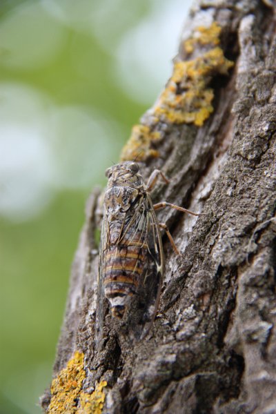 IMG_4467.JPG - ET UNE TROIXIEME ICI SUR LE MEME ARBRE 