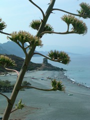 CAP CORSE