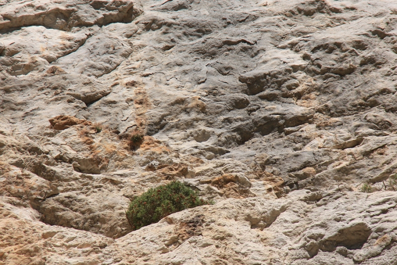 IMG_7760.JPG - DES OISEAUX NICHENT SUR LA FALAISE