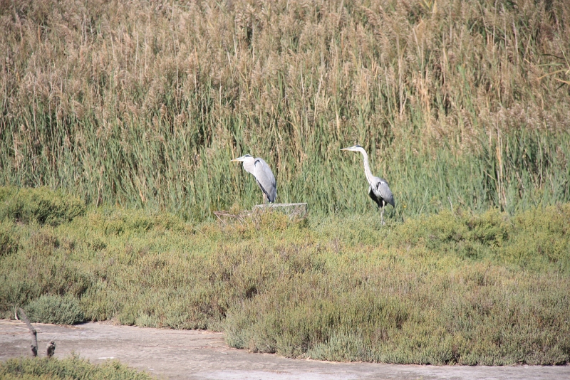IMG_8767.JPG