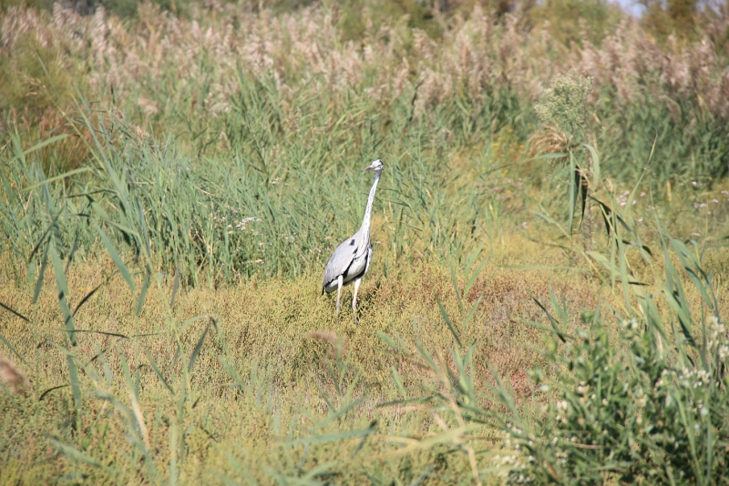 IMG_8769.JPG