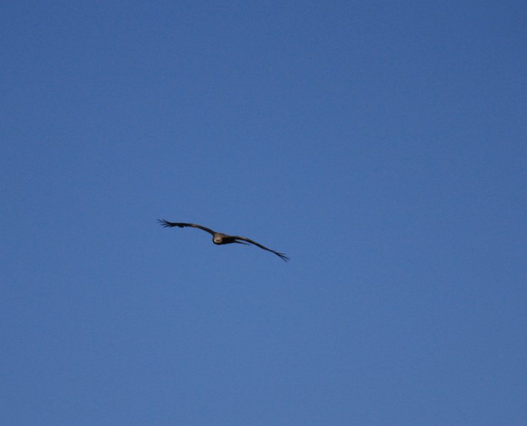IMG_9529.JPG