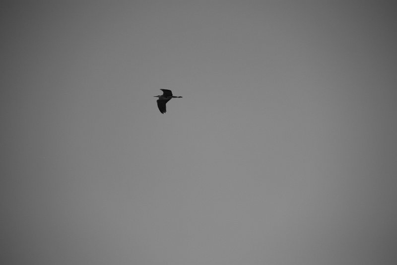IMG_9547.JPG