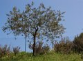 IMG_8959