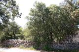 IMG_5115