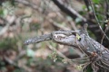 IMG_9052