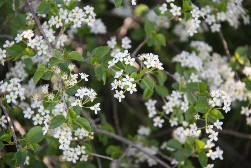 IMG_9372.JPG - ARBUSTE SAUVAGE EN FLEURS 