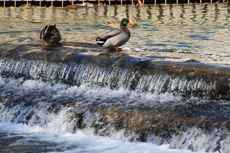 IMG_8579.JPG
